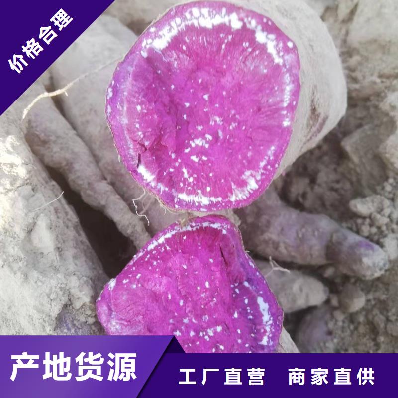 羽衣甘蓝粉-视频-赤峰|通辽|包头|阿拉善|乌海乐农羽衣甘蓝粉_ 乐农食品(鄂尔多斯市分公司)