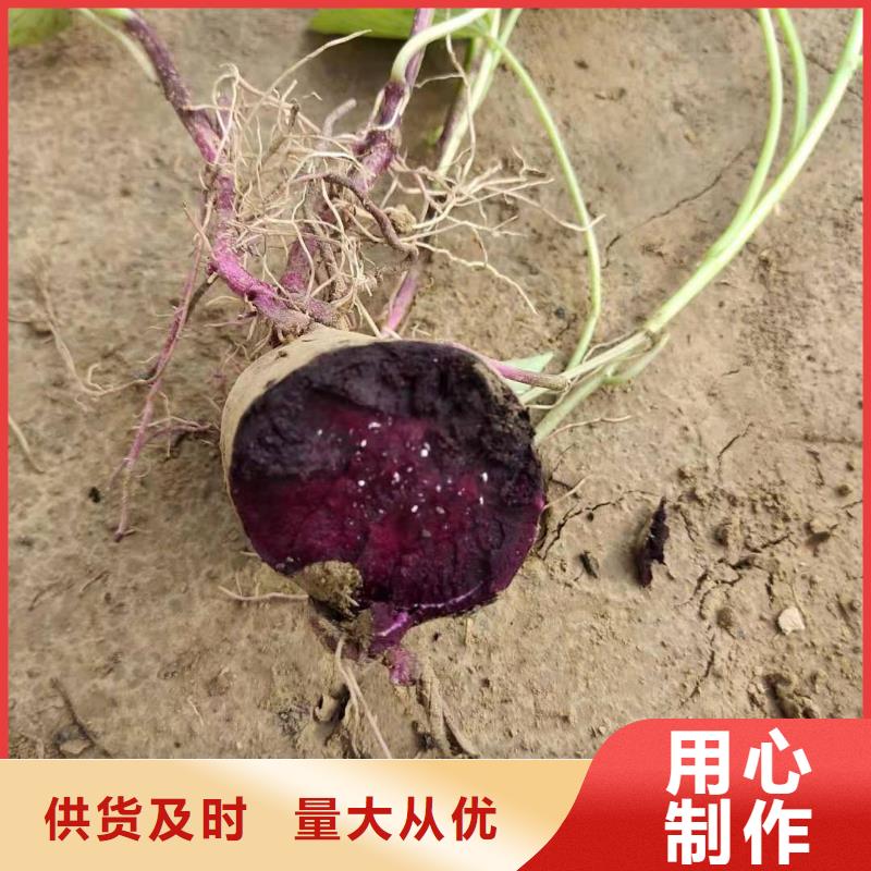 乐农【对质量负责 紫薯苗_胡萝卜丁使用方法】、精品选购-【本地】制造商