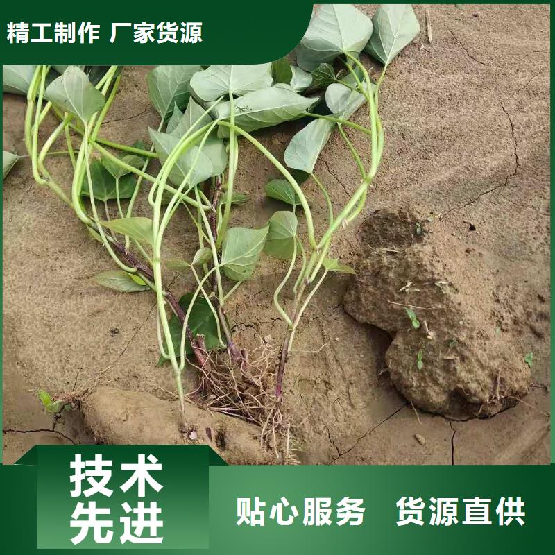<乐农>工厂直供 紫薯苗 【胡萝卜粉】厂家-产品视频