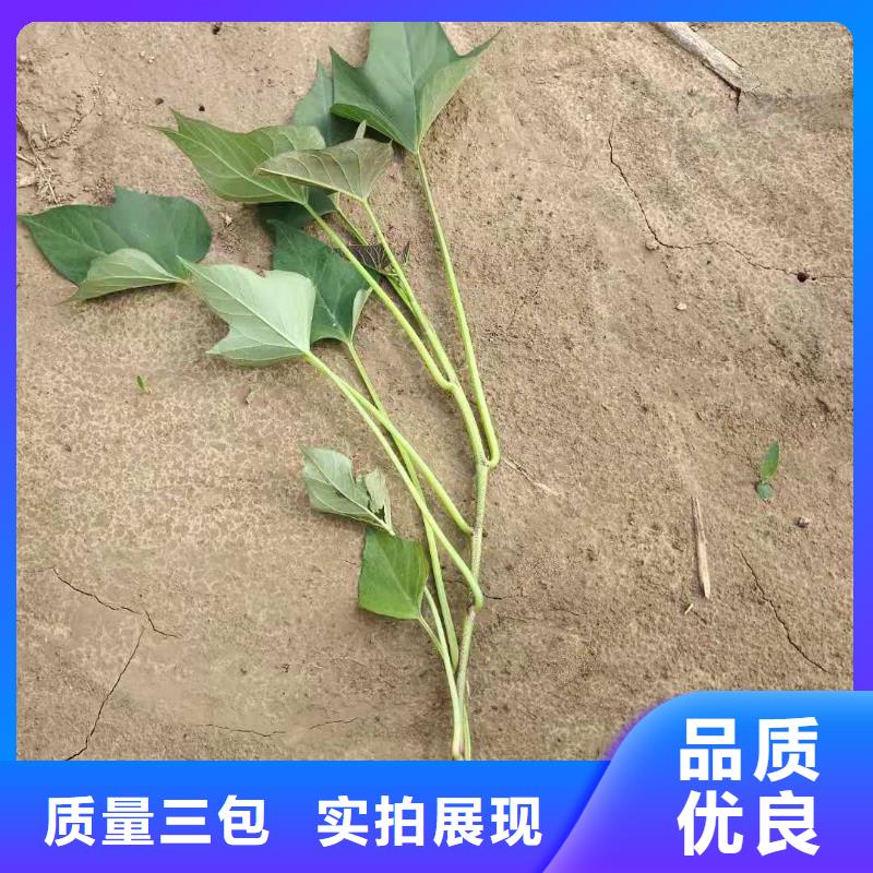 红薯粉-视频-红薯粉|四川省乐山市|峨眉山|夹江|广安|南充|甘孜|眉山|广元