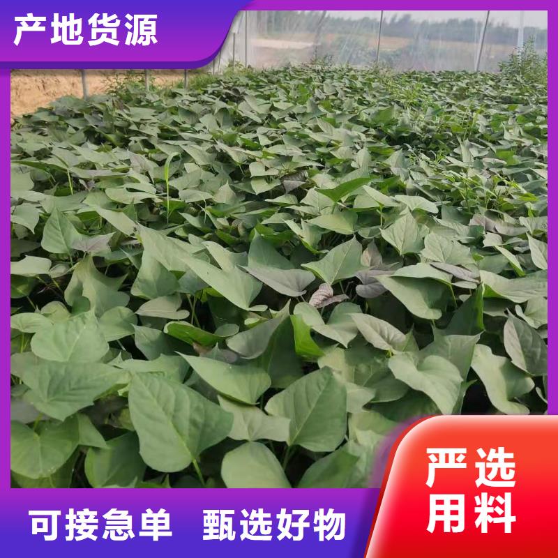 红薯粉-视频-德庆|端州|东莞|广州|揭阳|佛山乐农红薯粉_ 乐农食品(肇庆市分公司)