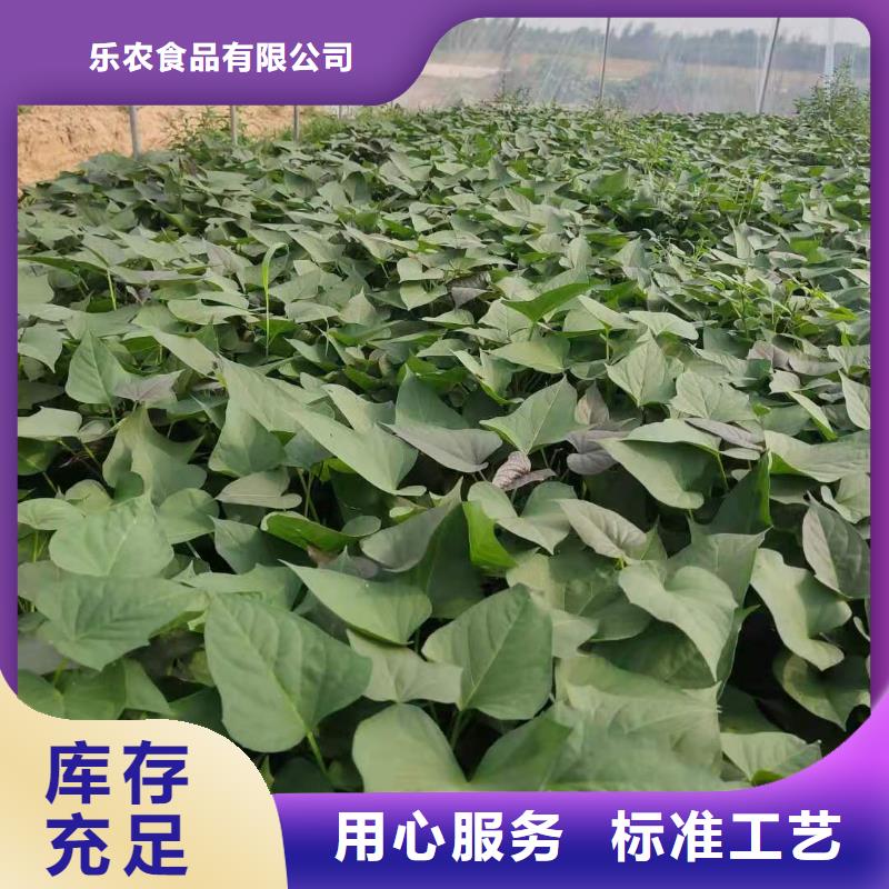羽衣甘蓝粉-视频-赤峰|通辽|包头|阿拉善|乌海乐农羽衣甘蓝粉_ 乐农食品(鄂尔多斯市分公司)