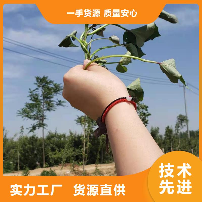 羽衣甘蓝粉-视频-赤峰|通辽|包头|阿拉善|乌海乐农羽衣甘蓝粉_ 乐农食品(鄂尔多斯市分公司)