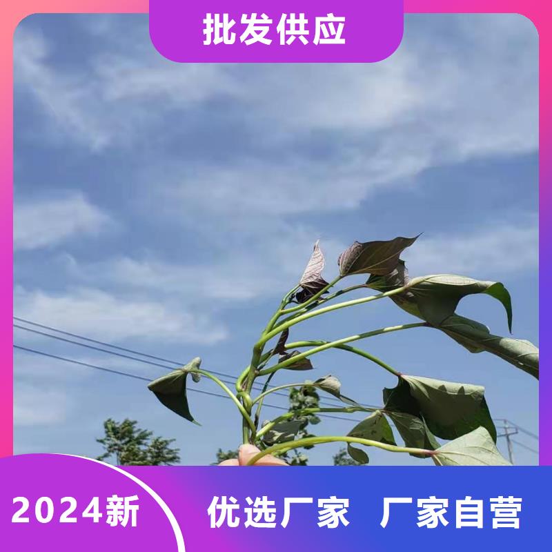 羽衣甘蓝粉-视频-羽衣甘蓝粉_四川省乐山市乐农食品(乐山市分公司)