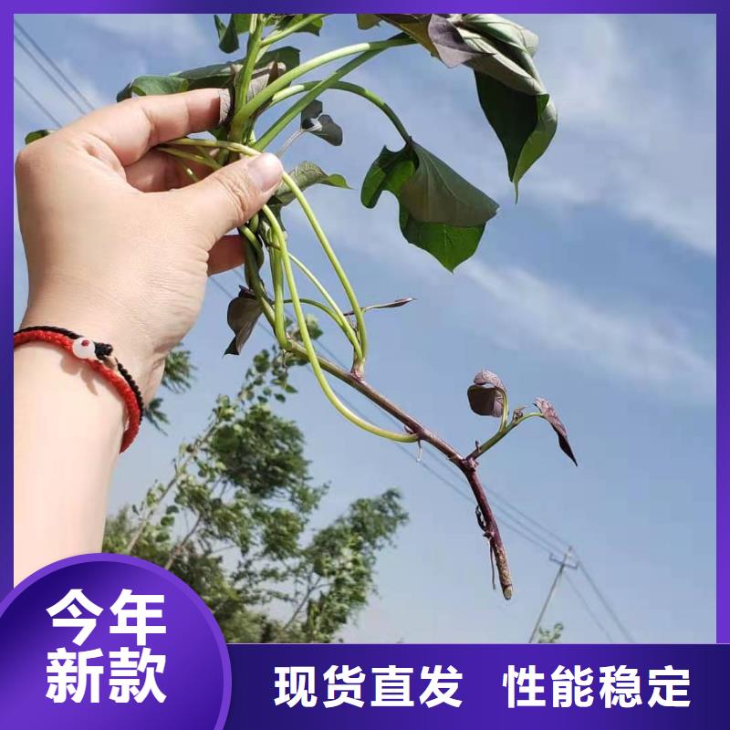 红薯粉-视频-红薯粉|四川省乐山市|峨眉山|夹江|广安|南充|甘孜|眉山|广元