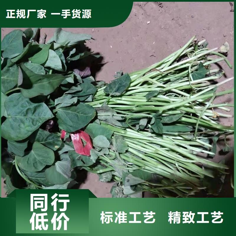 红薯粉-视频-赤峰|锡林郭勒|乌兰察布|阿拉善|呼伦贝尔乐农红薯粉_ 乐农食品(鄂尔多斯市分公司)