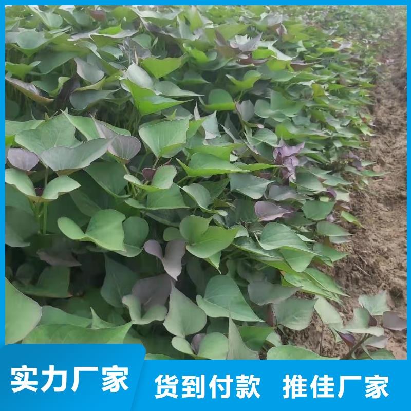 红薯粉-视频-赤峰|锡林郭勒|乌兰察布|阿拉善|呼伦贝尔乐农红薯粉_ 乐农食品(鄂尔多斯市分公司)