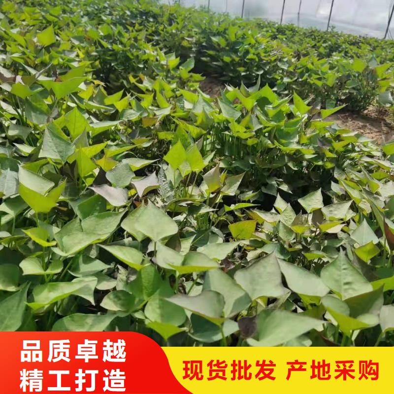 红薯粉-视频-德庆|端州|东莞|广州|揭阳|佛山乐农红薯粉_ 乐农食品(肇庆市分公司)