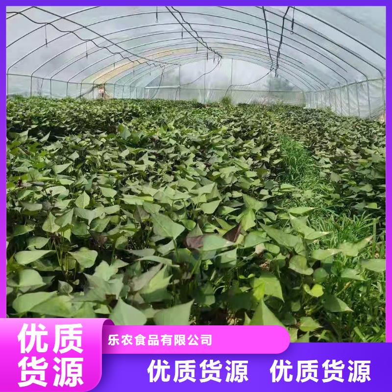 红薯粉-视频-德庆|端州|东莞|广州|揭阳|佛山乐农红薯粉_ 乐农食品(肇庆市分公司)