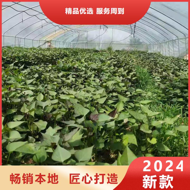 羽衣甘蓝粉-视频-羽衣甘蓝粉_四川省乐山市乐农食品(乐山市分公司)