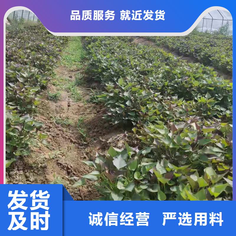 精挑细选好货【紫薯苗】红薯粉厂家工厂认证-产品视频
