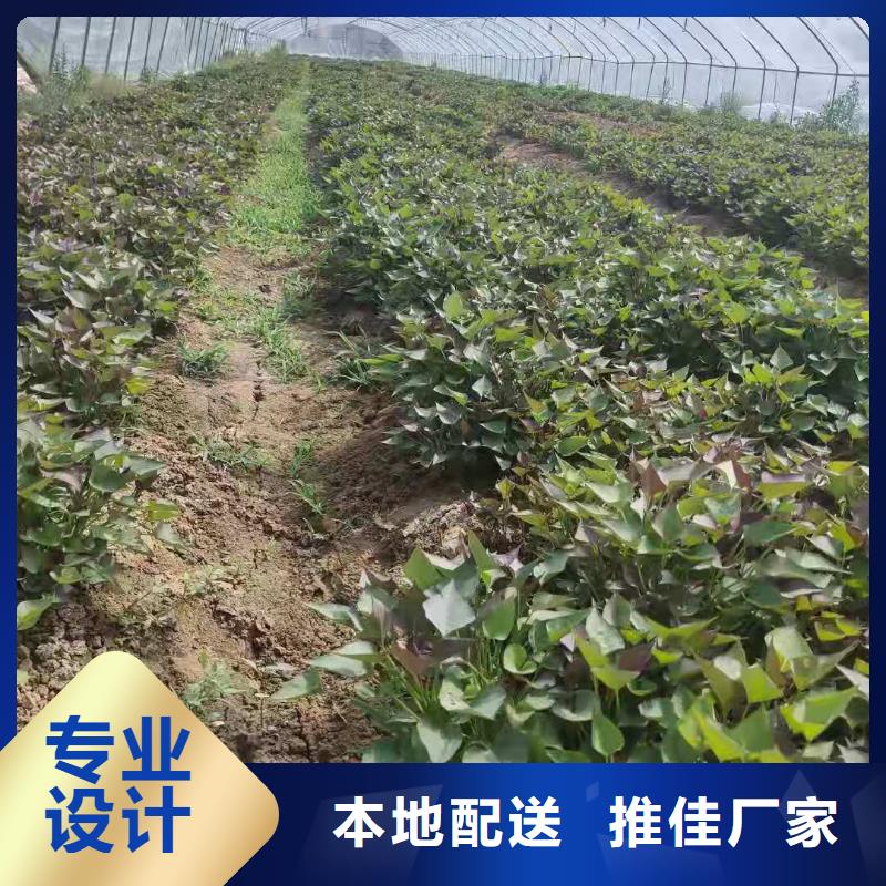 红薯粉-视频-德庆|端州|东莞|广州|揭阳|佛山乐农红薯粉_ 乐农食品(肇庆市分公司)