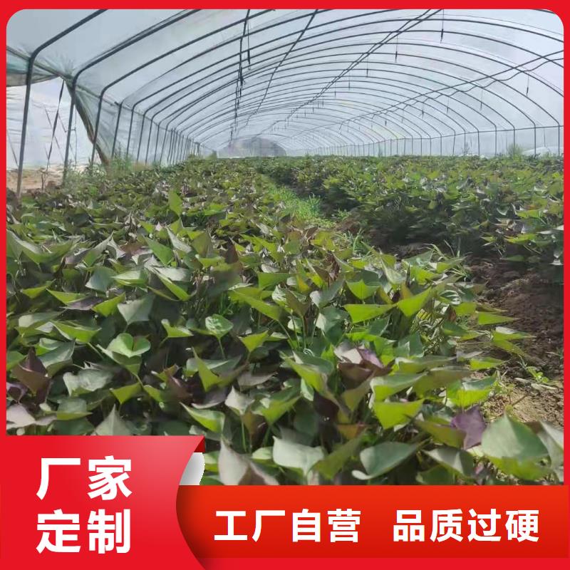羽衣甘蓝粉-视频-羽衣甘蓝粉_四川省乐山市乐农食品(乐山市分公司)