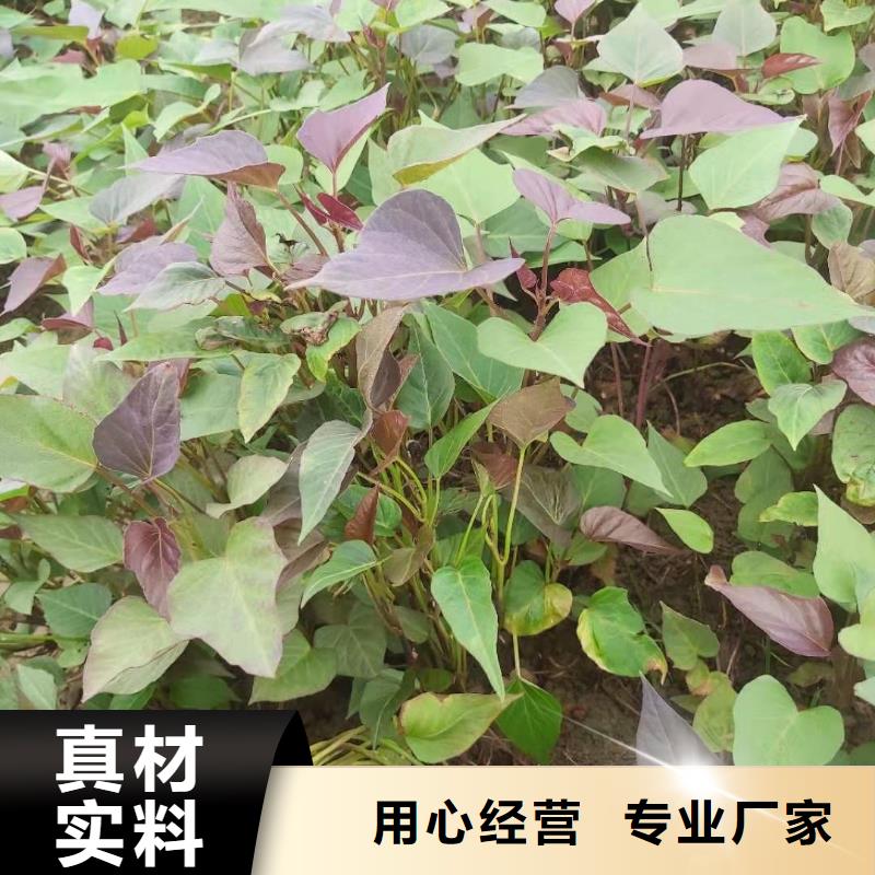 红薯粉-视频-红薯粉|四川省乐山市|峨眉山|夹江|广安|南充|甘孜|眉山|广元