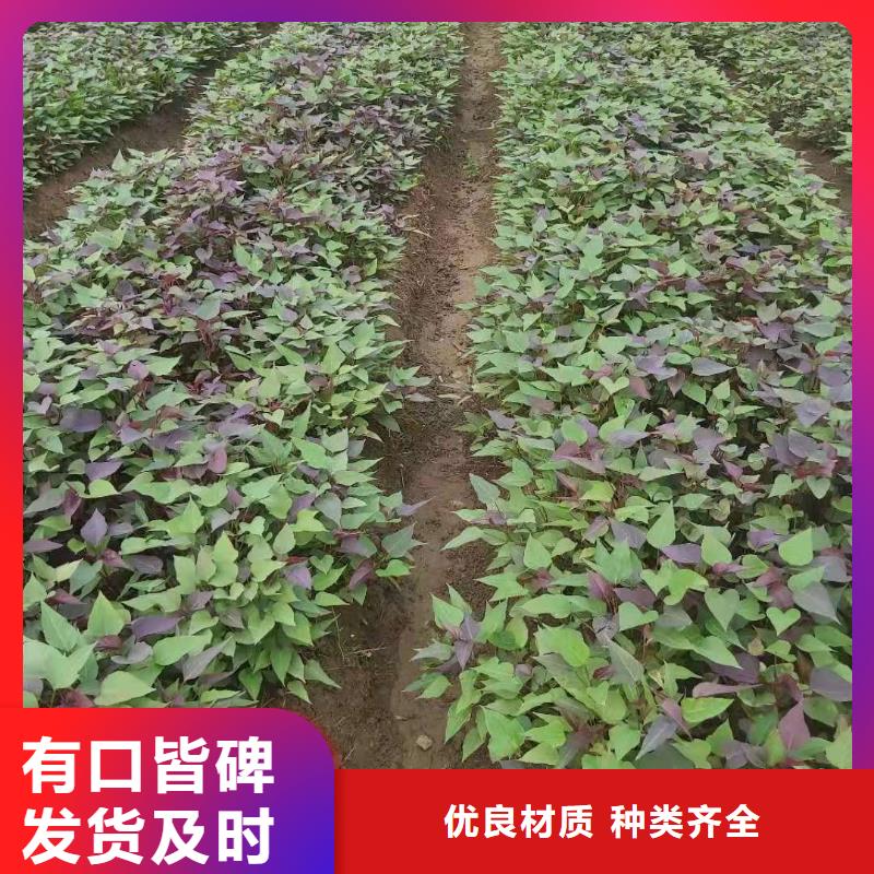 羽衣甘蓝粉-视频-羽衣甘蓝粉_四川省乐山市乐农食品(乐山市分公司)