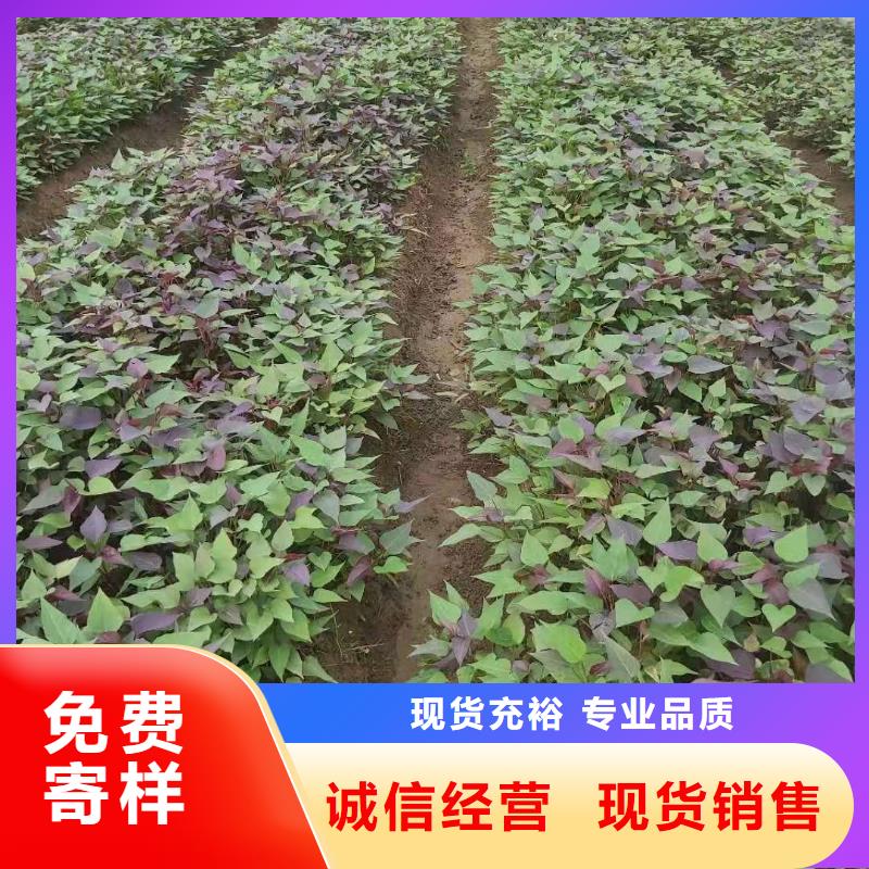 红薯粉-视频-红薯粉|四川省乐山市|峨眉山|夹江|广安|南充|甘孜|眉山|广元