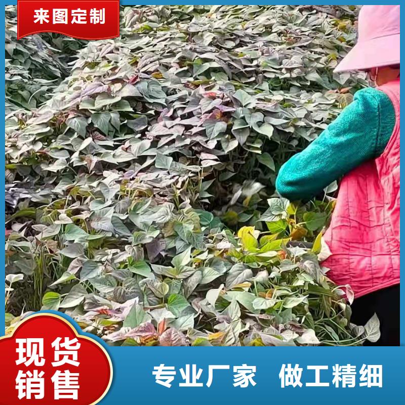 羽衣甘蓝粉-视频-羽衣甘蓝粉_四川省乐山市乐农食品(乐山市分公司)
