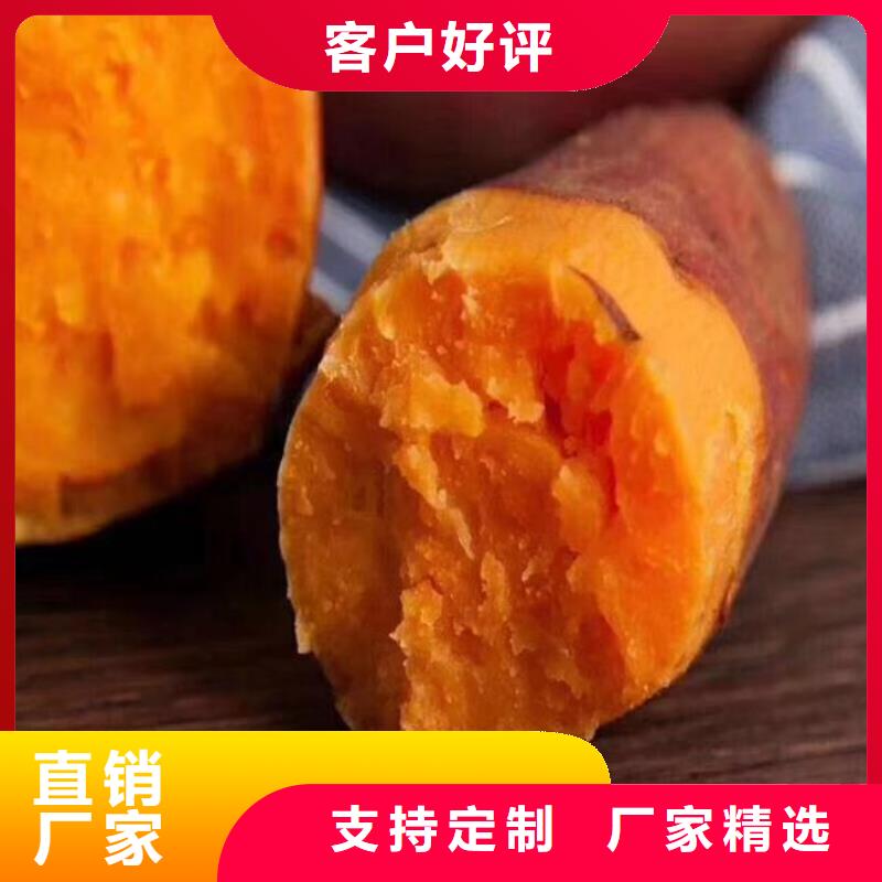 紫薯苗羽衣甘蓝粉大厂生产品质