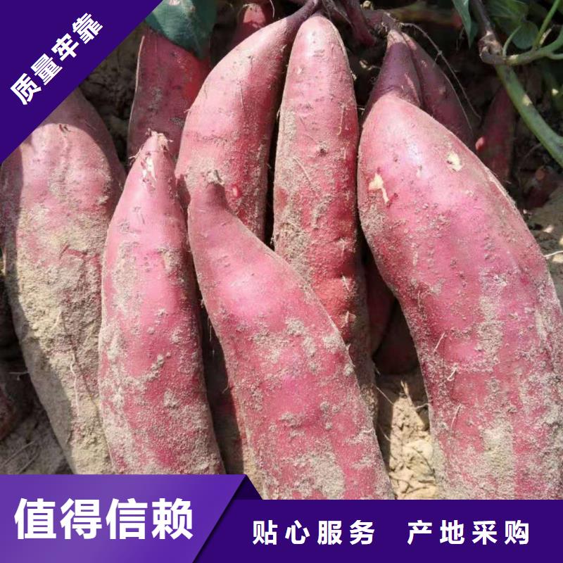 红薯粉-视频-红薯粉|四川省乐山市|峨眉山|夹江|广安|南充|甘孜|眉山|广元