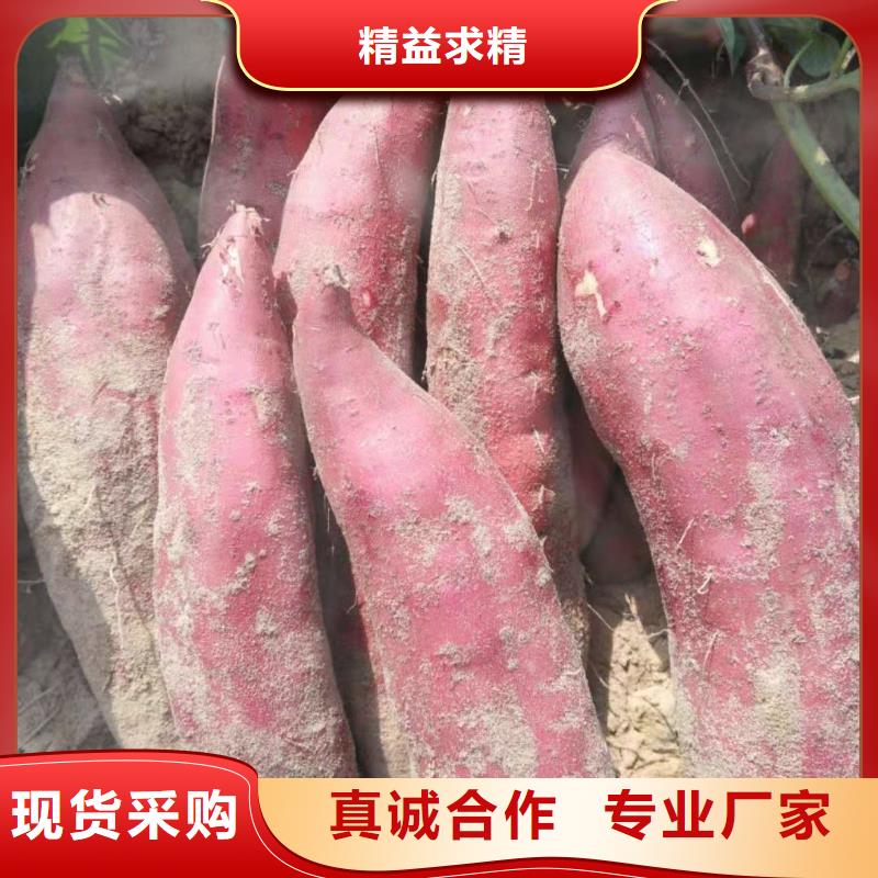 红薯粉-视频-德庆|端州|东莞|广州|揭阳|佛山乐农红薯粉_ 乐农食品(肇庆市分公司)