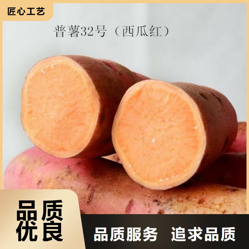 乐农【对质量负责 紫薯苗_胡萝卜丁使用方法】、精品选购-【本地】制造商