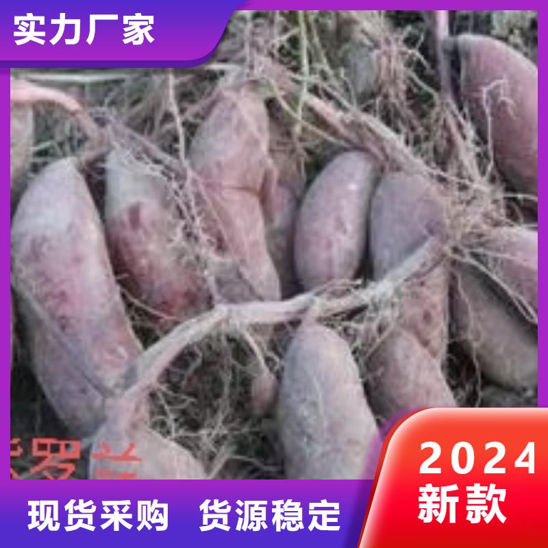 羽衣甘蓝粉-视频-羽衣甘蓝粉_四川省乐山市乐农食品(乐山市分公司)