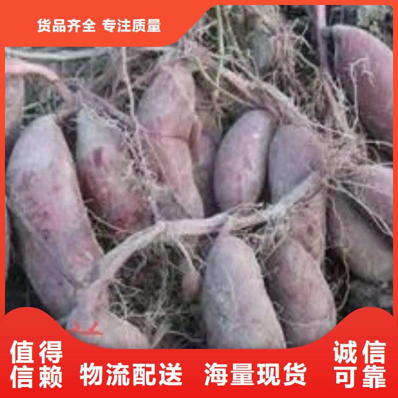 红薯粉-视频-红薯粉|四川省乐山市|峨眉山|夹江|广安|南充|甘孜|眉山|广元
