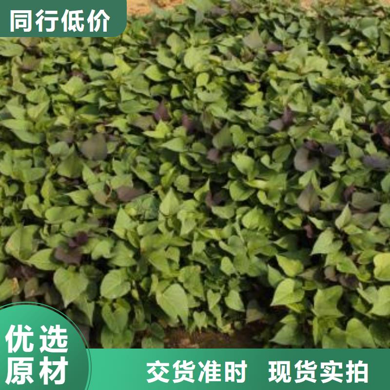 红薯粉-视频-德庆|端州|东莞|广州|揭阳|佛山乐农红薯粉_ 乐农食品(肇庆市分公司)