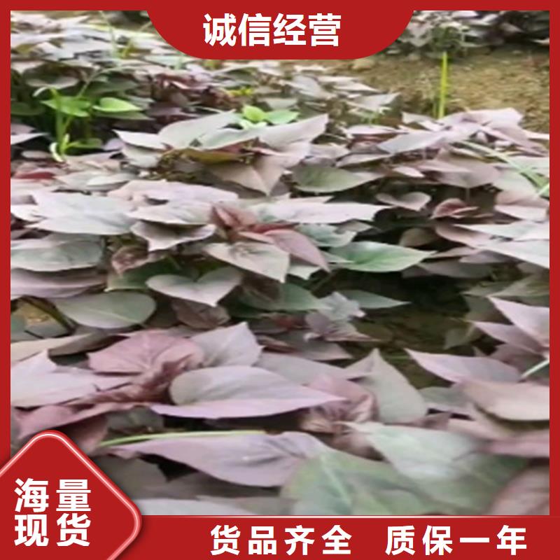 羽衣甘蓝粉-视频-赤峰|通辽|包头|阿拉善|乌海乐农羽衣甘蓝粉_ 乐农食品(鄂尔多斯市分公司)