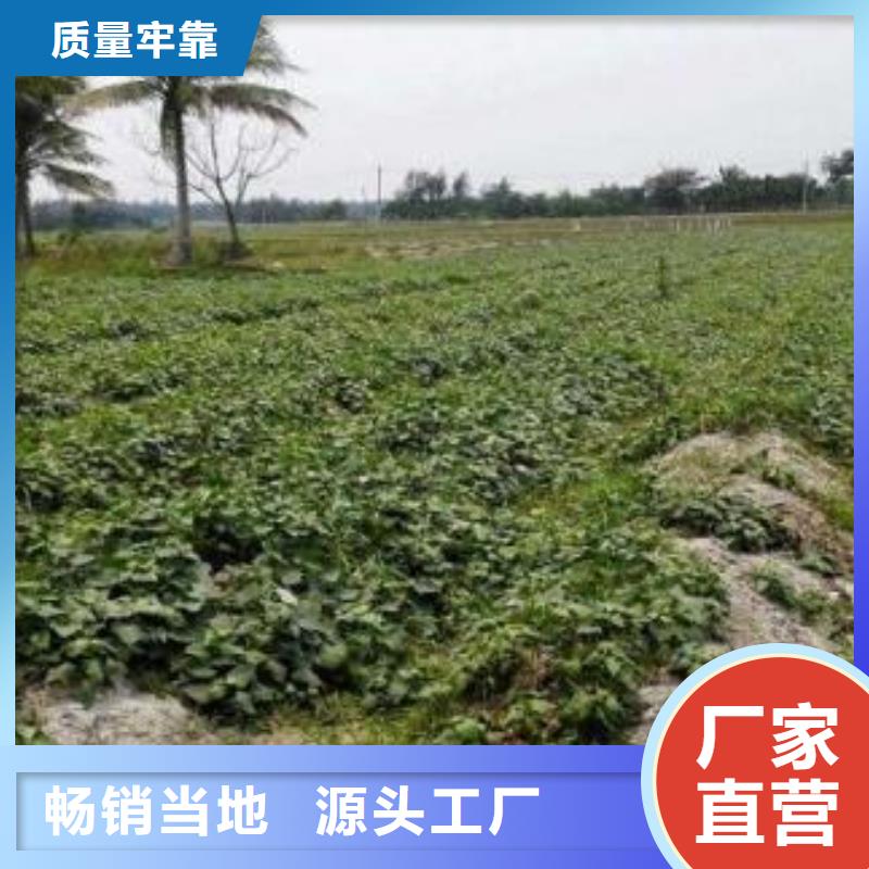 红薯粉-视频-赤峰|锡林郭勒|乌兰察布|阿拉善|呼伦贝尔乐农红薯粉_ 乐农食品(鄂尔多斯市分公司)