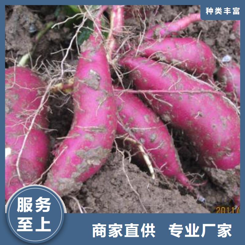 红薯粉-视频-德庆|端州|东莞|广州|揭阳|佛山乐农红薯粉_ 乐农食品(肇庆市分公司)