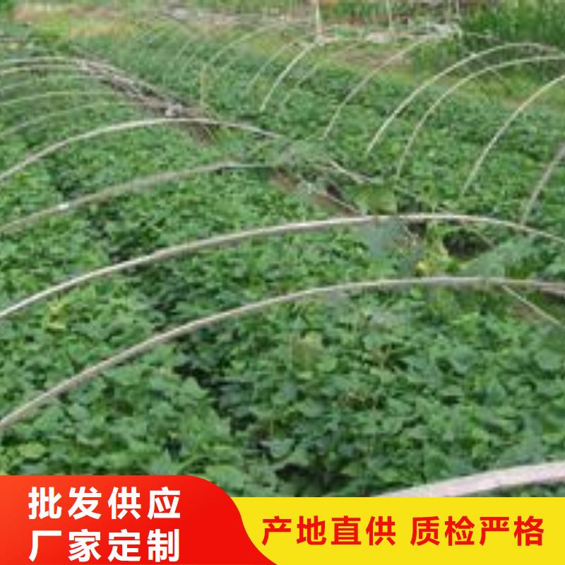红薯粉-视频-德庆|端州|东莞|广州|揭阳|佛山乐农红薯粉_ 乐农食品(肇庆市分公司)