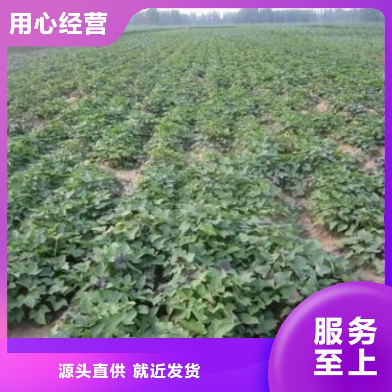 羽衣甘蓝粉-视频-赤峰|通辽|包头|阿拉善|乌海乐农羽衣甘蓝粉_ 乐农食品(鄂尔多斯市分公司)