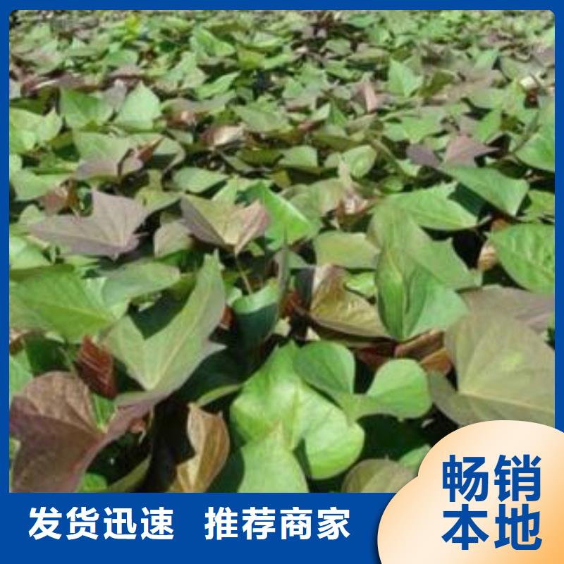 紫薯苗羽衣甘蓝粉懂您所需