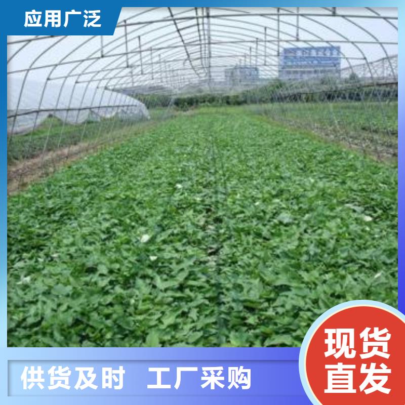 紫薯苗羽衣甘蓝粉大厂生产品质