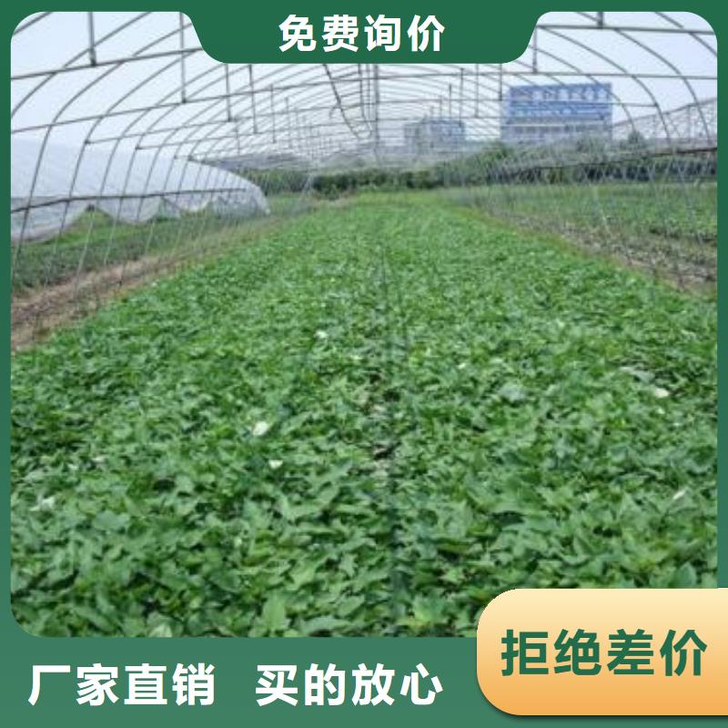 红薯粉-视频-赤峰|锡林郭勒|乌兰察布|阿拉善|呼伦贝尔乐农红薯粉_ 乐农食品(鄂尔多斯市分公司)