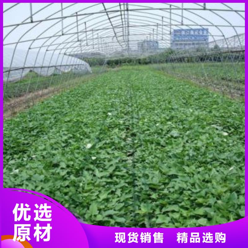 羽衣甘蓝粉-视频-赤峰|通辽|包头|阿拉善|乌海乐农羽衣甘蓝粉_ 乐农食品(鄂尔多斯市分公司)