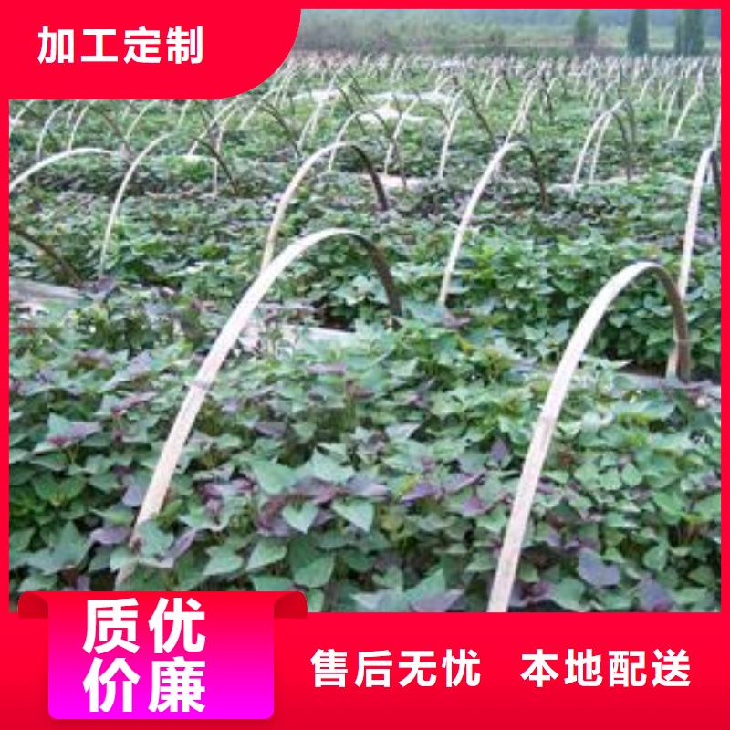<乐农>工厂直供 紫薯苗 【胡萝卜粉】厂家-产品视频