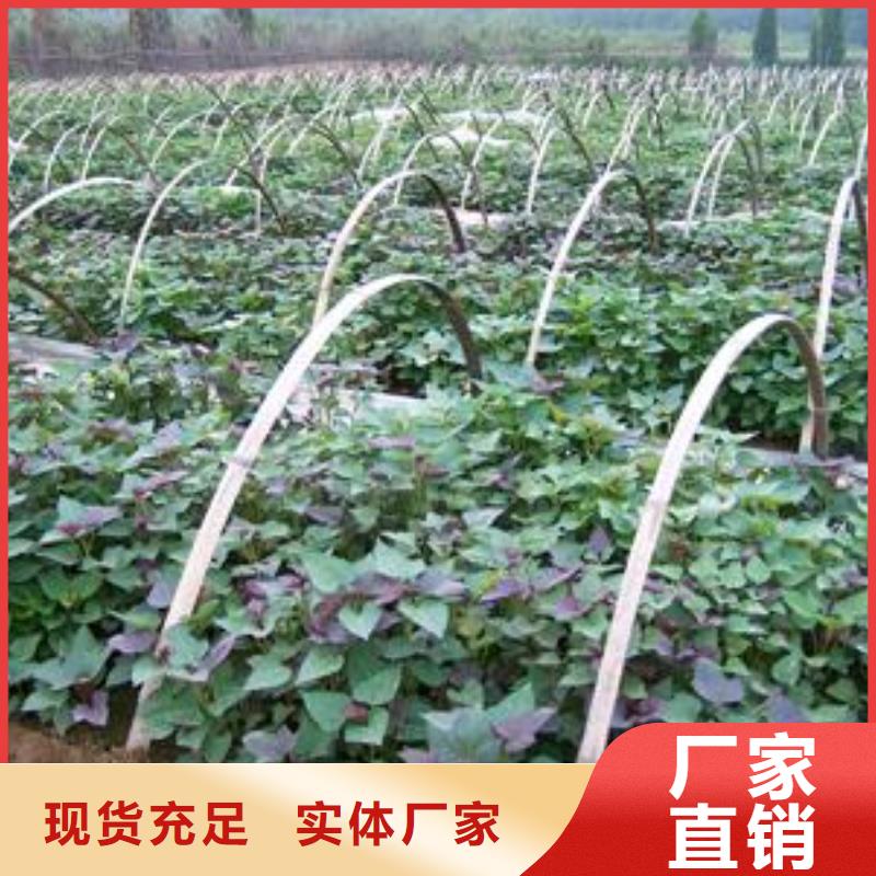 羽衣甘蓝粉-视频-羽衣甘蓝粉_四川省乐山市乐农食品(乐山市分公司)