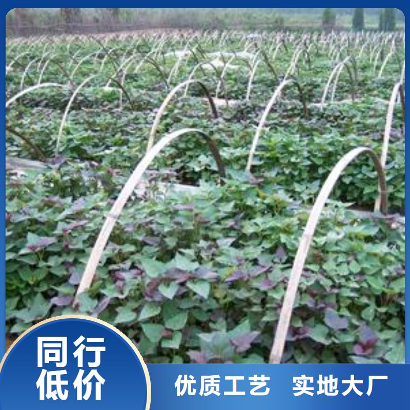 红薯粉-视频-红薯粉|四川省乐山市|峨眉山|夹江|广安|南充|甘孜|眉山|广元
