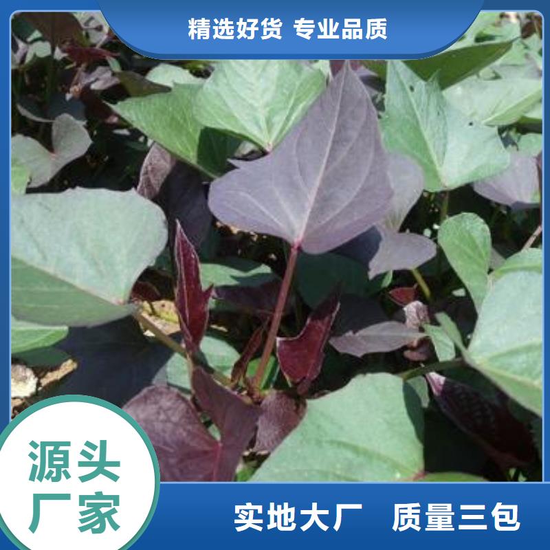羽衣甘蓝粉-视频-赤峰|通辽|包头|阿拉善|乌海乐农羽衣甘蓝粉_ 乐农食品(鄂尔多斯市分公司)