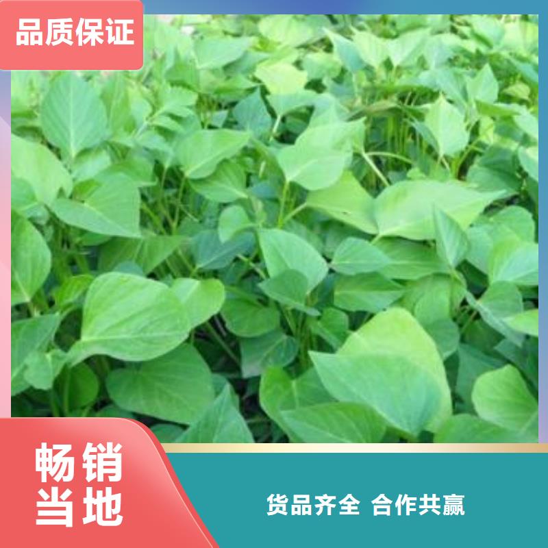 红薯粉-视频-赤峰|锡林郭勒|乌兰察布|阿拉善|呼伦贝尔乐农红薯粉_ 乐农食品(鄂尔多斯市分公司)