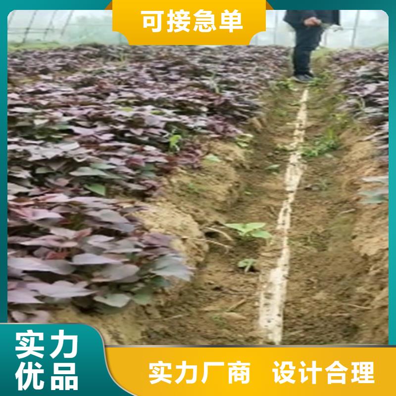 红薯粉-视频-德庆|端州|东莞|广州|揭阳|佛山乐农红薯粉_ 乐农食品(肇庆市分公司)