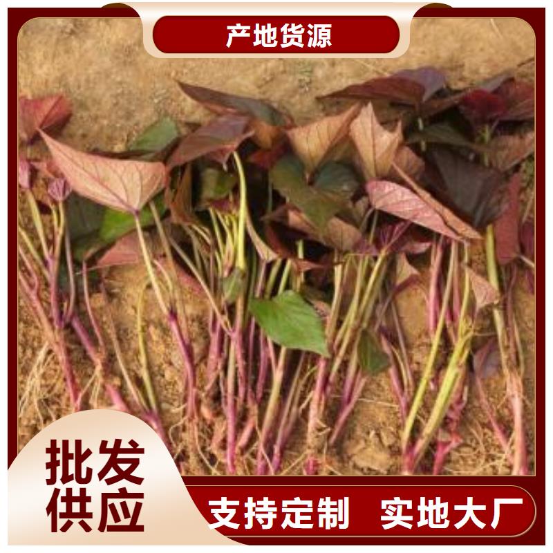 红薯粉-视频-红薯粉|四川省乐山市|峨眉山|夹江|广安|南充|甘孜|眉山|广元