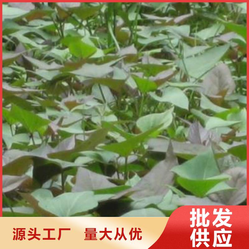 红薯粉-视频-赤峰|锡林郭勒|乌兰察布|阿拉善|呼伦贝尔乐农红薯粉_ 乐农食品(鄂尔多斯市分公司)