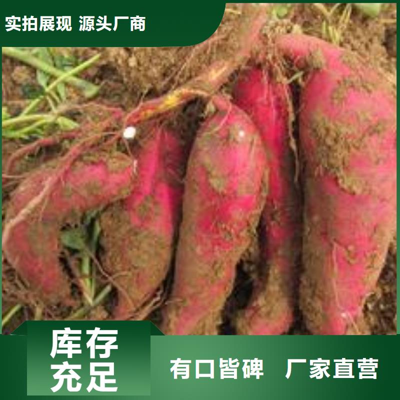羽衣甘蓝粉-视频-赤峰|通辽|包头|阿拉善|乌海乐农羽衣甘蓝粉_ 乐农食品(鄂尔多斯市分公司)
