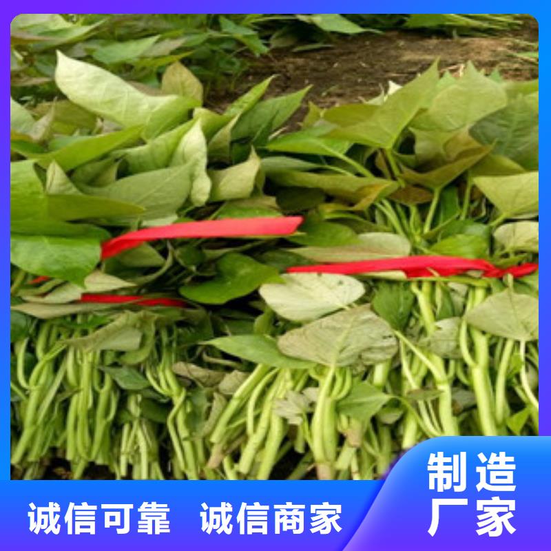 羽衣甘蓝粉-视频-羽衣甘蓝粉_四川省乐山市乐农食品(乐山市分公司)