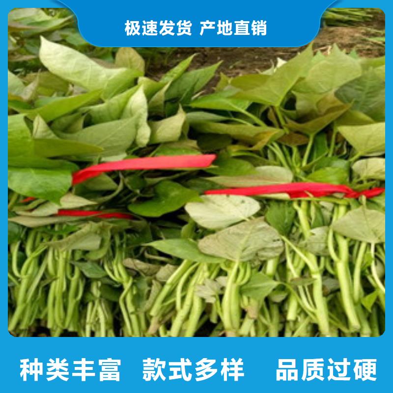 红薯粉-视频-赤峰|锡林郭勒|乌兰察布|阿拉善|呼伦贝尔乐农红薯粉_ 乐农食品(鄂尔多斯市分公司)