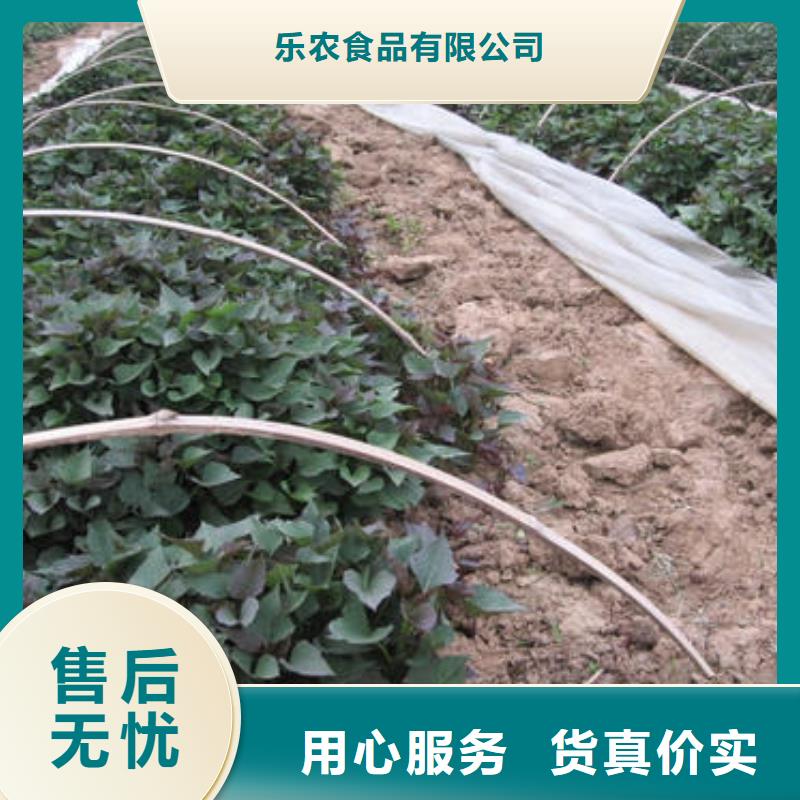 【紫薯苗】_胡萝卜粉用心制作