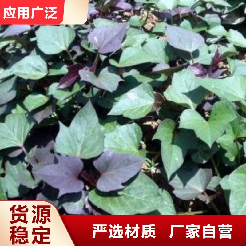 羽衣甘蓝粉-视频-羽衣甘蓝粉_四川省乐山市乐农食品(乐山市分公司)